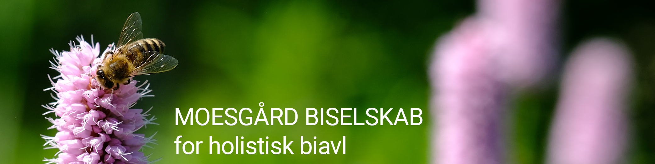 Moesgaard biselskab for holistisk biavl