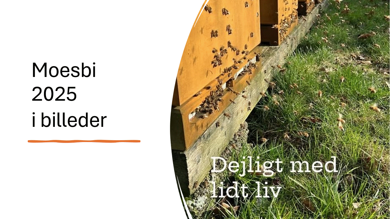 Arets gang 2025   Moesbi